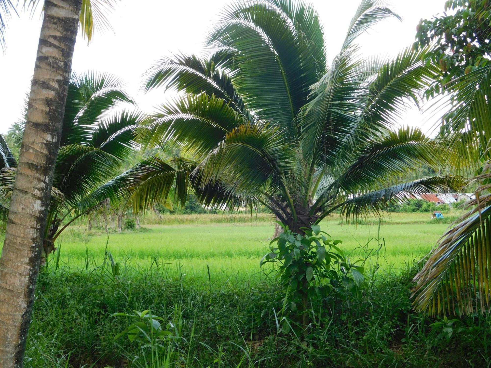 Отель Swiss Bonihouse Koh Yao Yai Ban Phlu Nai Экстерьер фото