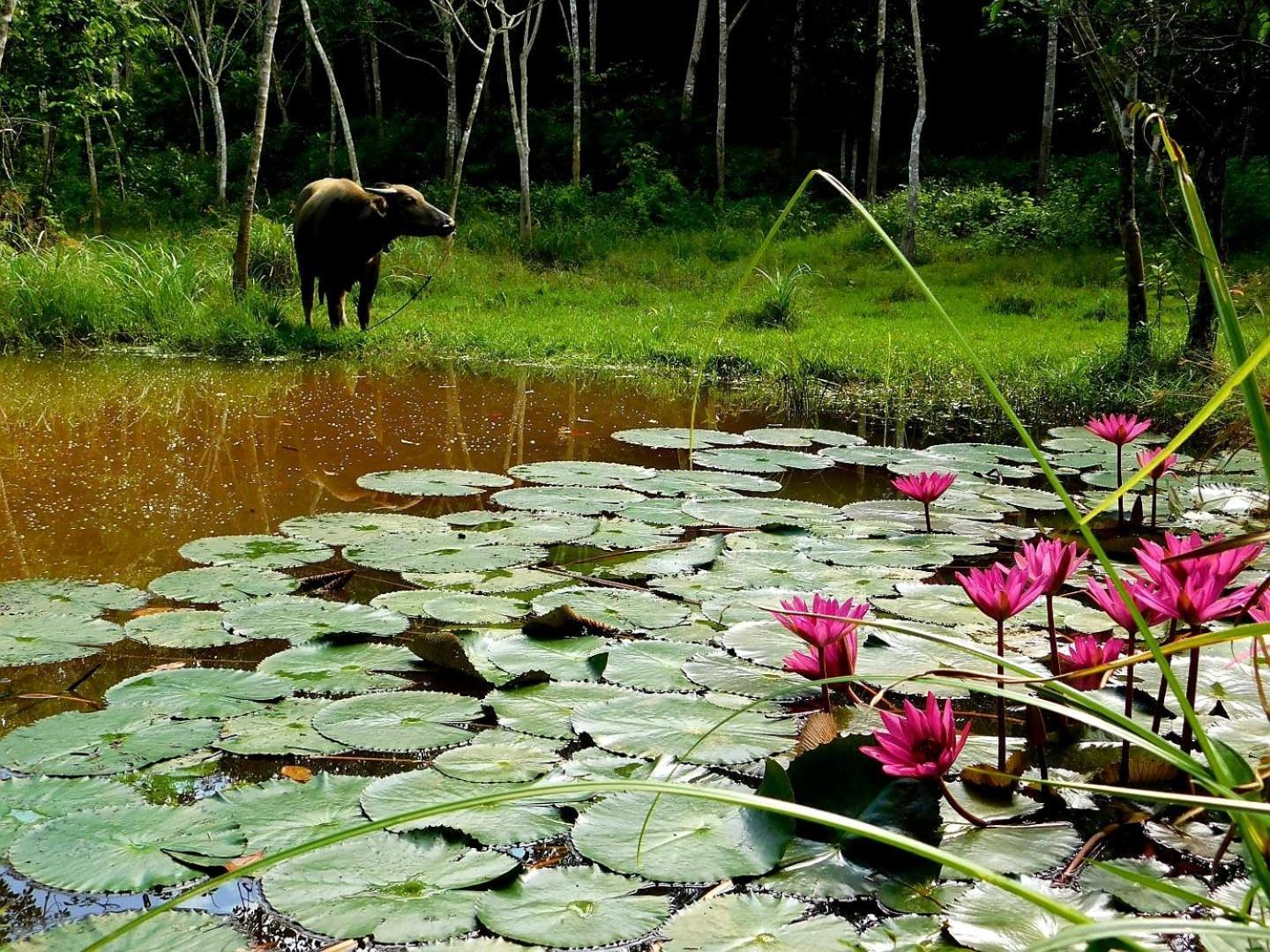 Отель Swiss Bonihouse Koh Yao Yai Ban Phlu Nai Экстерьер фото