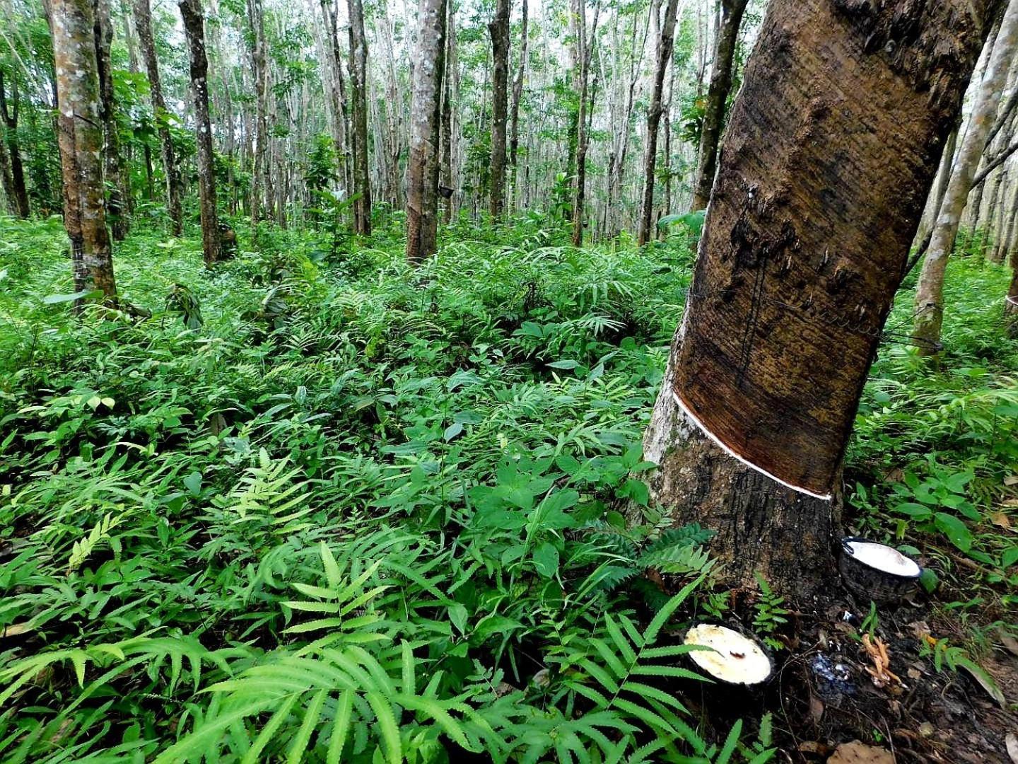 Отель Swiss Bonihouse Koh Yao Yai Ban Phlu Nai Экстерьер фото