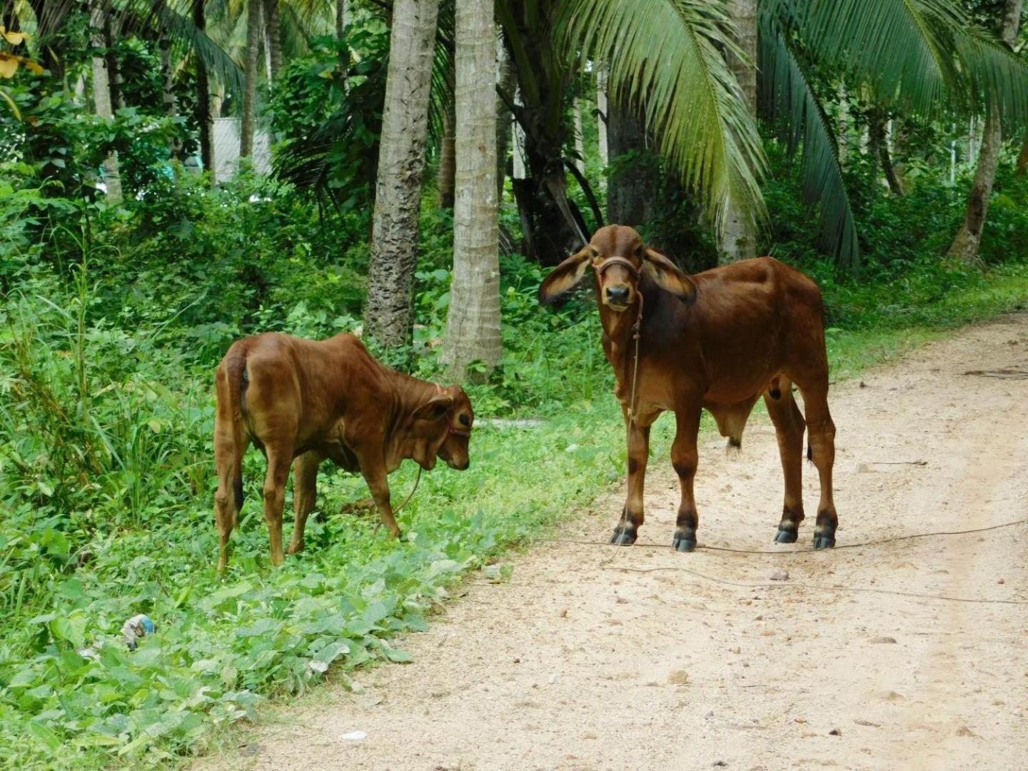 Отель Swiss Bonihouse Koh Yao Yai Ban Phlu Nai Экстерьер фото
